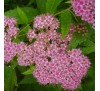 Спирея японская Фробели (Froebelii) С2